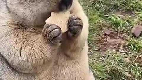 So Chubby and Adorable Marmot_cuteanimals _toocute -cuteanimalshorts _marmot funnyshorts______