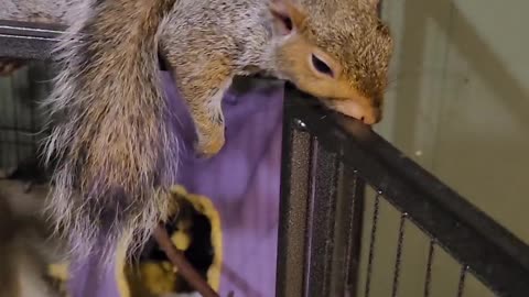 Smokey the Squirrel Loves to Be Petted