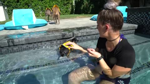 Dog trains for swimming