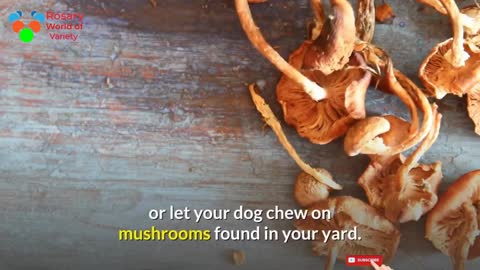 Toxic and Dangerous harmful Foods can kill your dog! Pet care