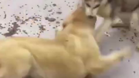 Massive dog fight