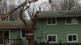 Taking down the weeping cherry tree