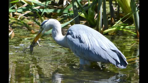 The Grey Heron