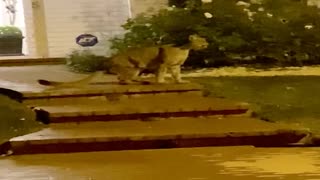 Mountain Lion Chirps Outside of Neighbor's Front Porch