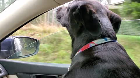 Rocky riding in the car.