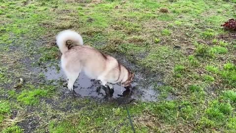 Relaxing Siberian Husky playing in wet weather digging the ground