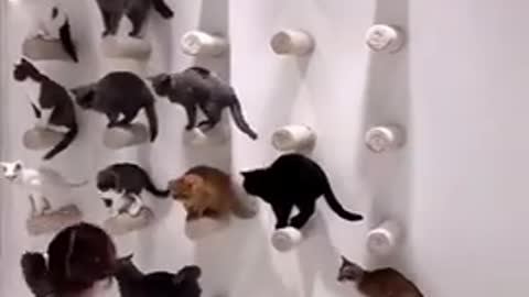 The Lined Cats