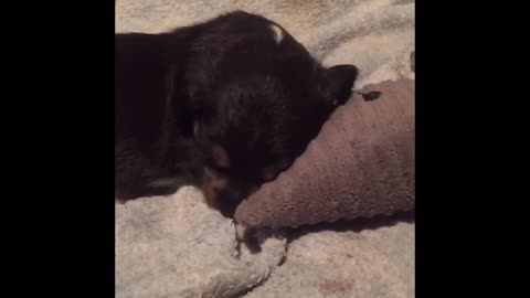 Puppy having fun playing with toy