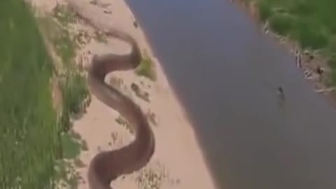 World Biggest Snake in amazon jungle