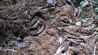 Trapdoor Spider And Wolf Spider Party