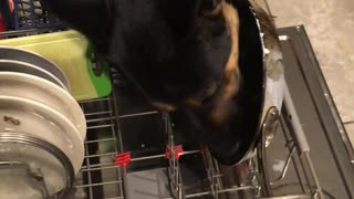 When the Dog does the Dishes