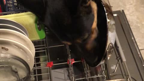 When the Dog does the Dishes