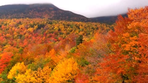 Autumn Foliage