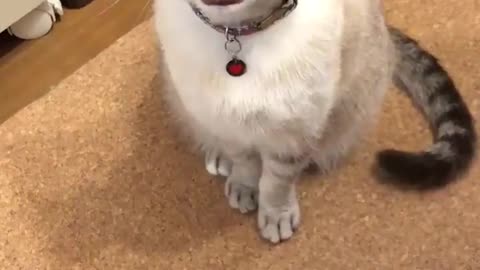 this cat yawn over a hundred times.