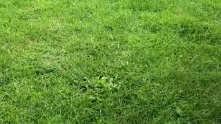 Frenchie gets excited over new bone