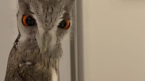 Owl Stare Down