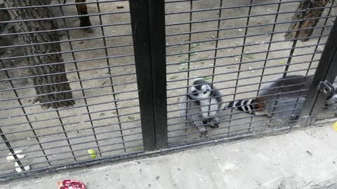 Beautiful lemurs in the zoo in summer.