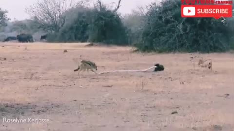 The Greatest Animal Fight in the World #Part2 _ TRENDING VIDEOS __ ANIMAL BATTLE