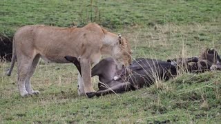 Lioness eating a wildebeest in Kenya