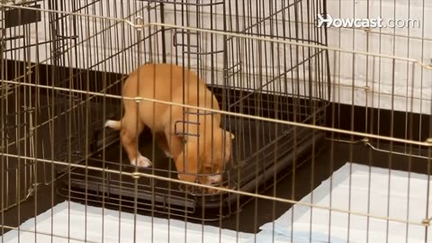 How to House Train a Puppy | Dog Training