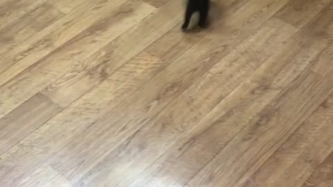 The look of the baby cat playing is so cute