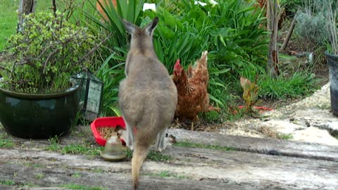 Kangaroo plays with chicken friend