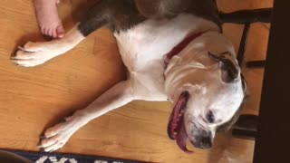 Baby Comforts Bulldog During Storm