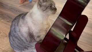 Cat Plays The Guitar