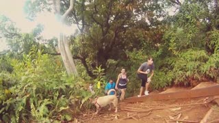 Female Dog Enjoys climbing Forest With Us