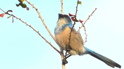 closeup of a native Florida Scrub jay clinging to a twig swaying in the wind and calling out