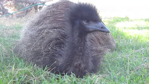 Hamish the Emu