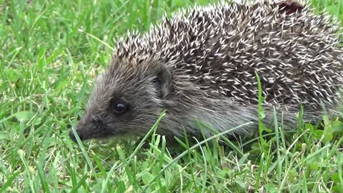 Hedgehog Grass Go Animal Nature Barb Summer New Full HD 2021