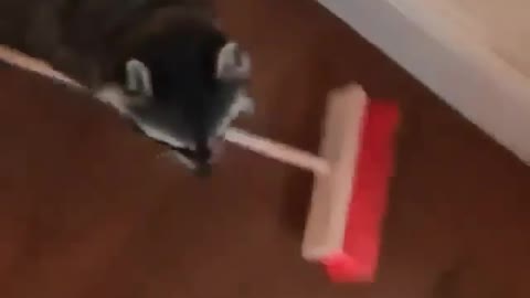 Momma racoon cleaning