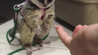 Bush Baby Just Couldn't Eat Another One