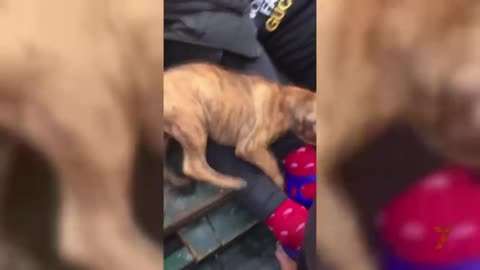 El perro que llegó en patera y enamoró a un policía