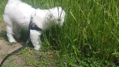 very cute puppy maltese