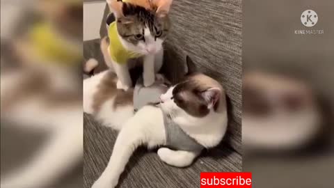 Cats funny videos, dogs comedy videos, dogs videos