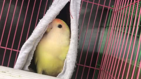 Listen and watch a very cool video of a parrot looking with one eye from its nest towards the camera