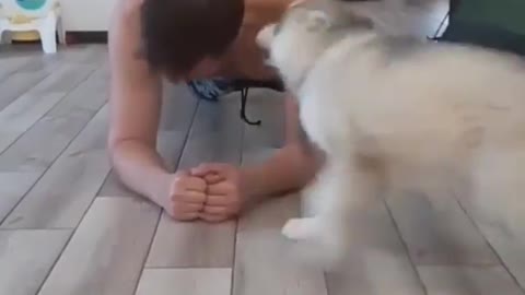 Who Knew Husky Puppies Could BeThe Best Workout Partners!