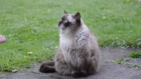 Cat British sorthair