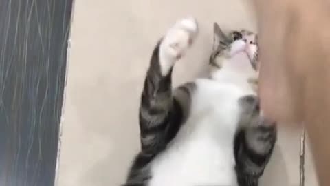 little cat playing with its owner