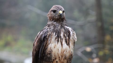 Have you seen a wet falcon at the top of the mountain