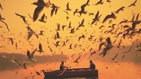 Migrating birds on the Yamuna River.