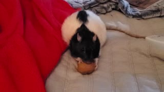 Pearl enjoys her walnut