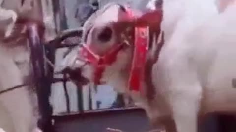 2 Cow Funny Video 2021