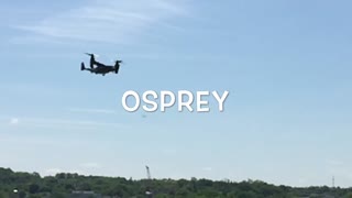 Amazing Osprey in Flight