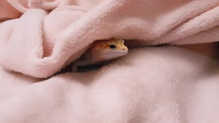 It's raining, lizard warms up under a blanket