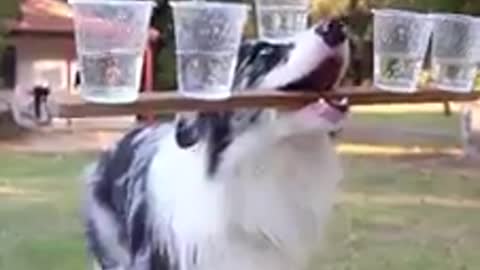 Super talented dog performs insane balancing act