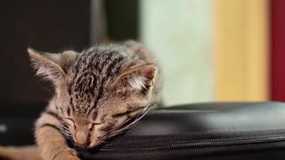 Cat Sleep and Free