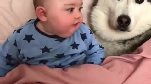 husky will never let baby alone try not lagh